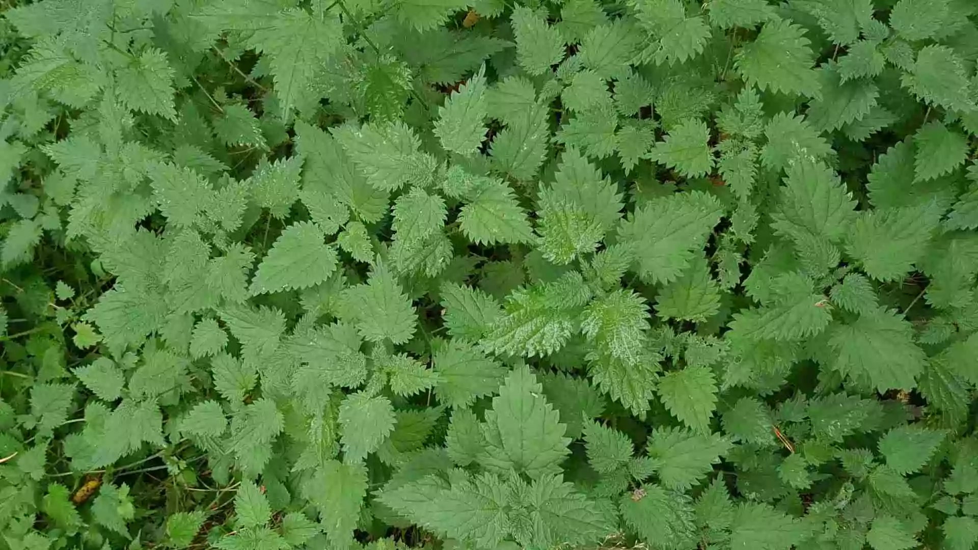 Natural Nordic nettle herbs